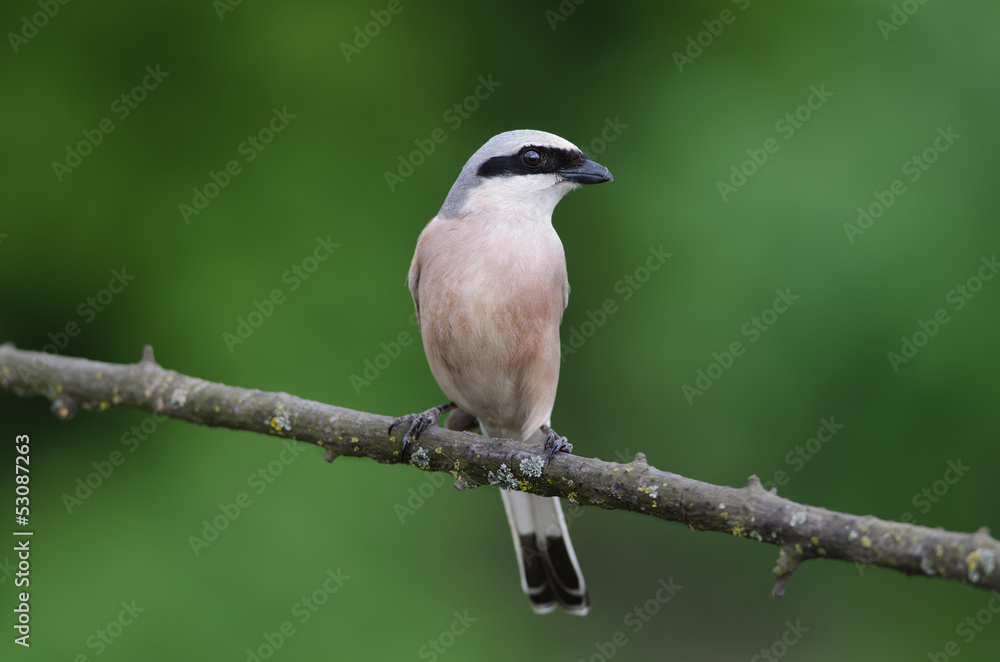 Fototapeta premium Red-backed Shrike