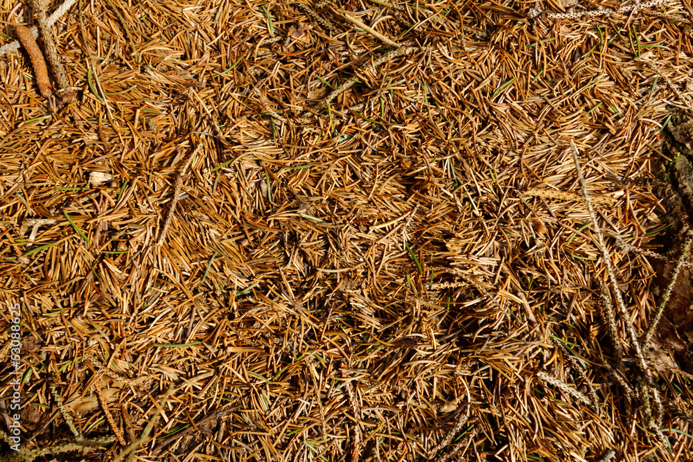 pine needles background pine needles background