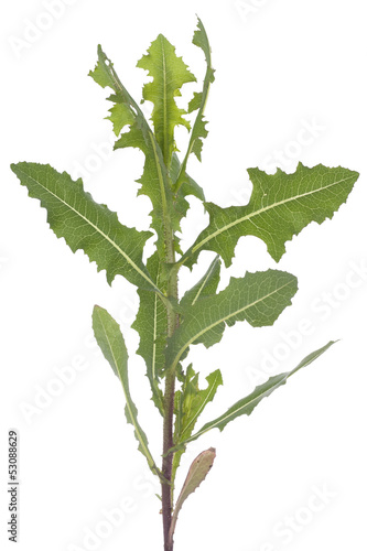 Lactuca serriola Torn