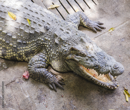 Crocodile on a farm  Thailand