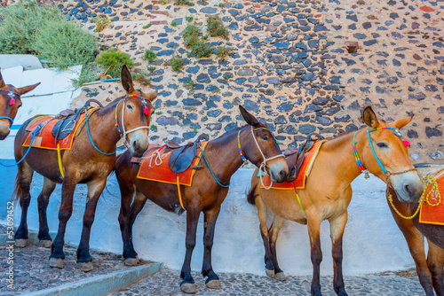 Fototapeta Greece Santorini island in Cyclades donkeys of the islands are u
