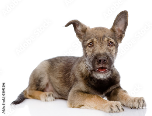 mixed breed puppy looking at camera. isolated on white 