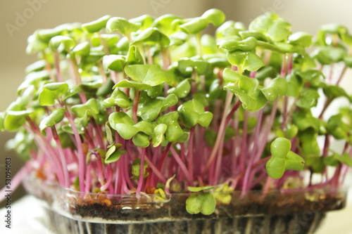 Growing microgreens on plastic white cup