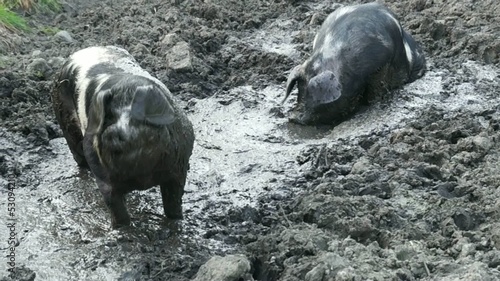 Schweine suhlen sich im Dreck