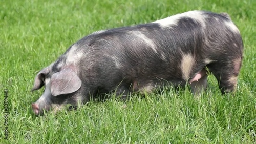 buntes Bentheimer Landschwein photo