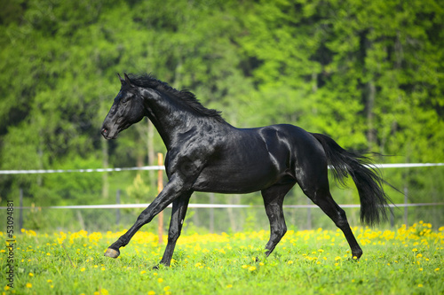 Black horse runs gallop in summer