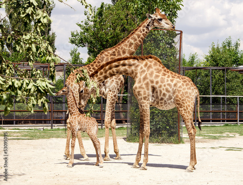 giraffes and baby