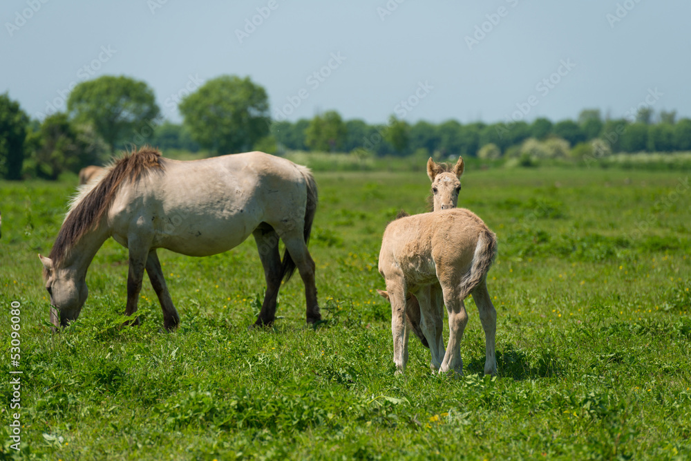 Foals in a herd of wild horses in spring Foals in a herd of wild horses in spring