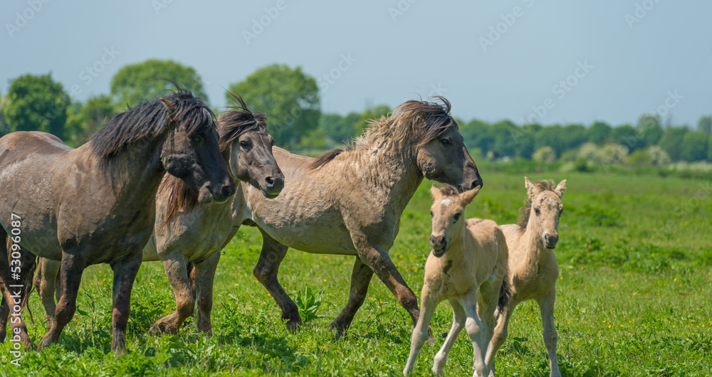 Fototapeta premium Foals in a herd of wild horses in spring
