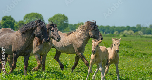 Foals in a herd of wild horses in spring