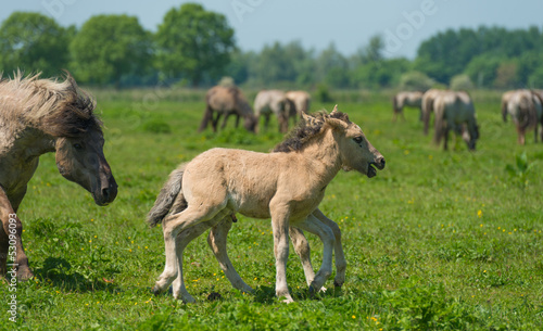 Foals in a herd of wild horses in spring