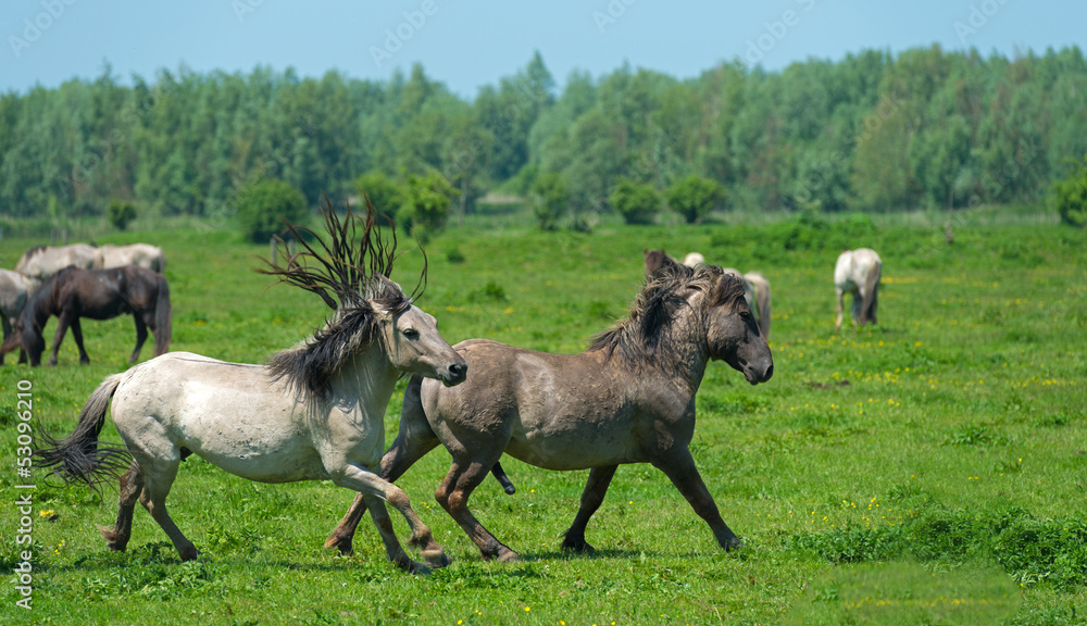 Wild horses running in a sunny meadow Wild horses running in a sunny meadow