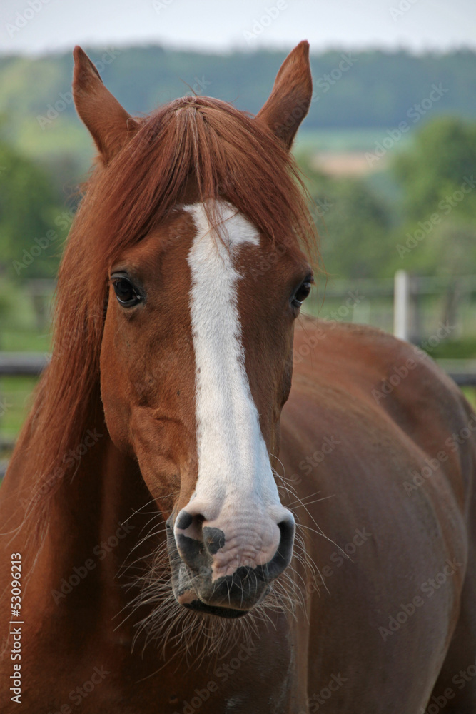 Araberhengst Araberhengst
