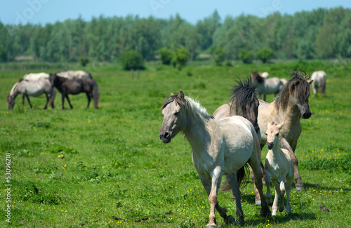 Wild horses running in a sunny meadow