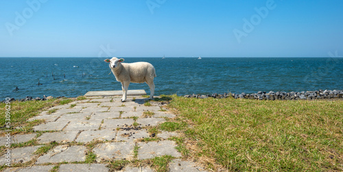 Sheep standing on top of a dam along a lake