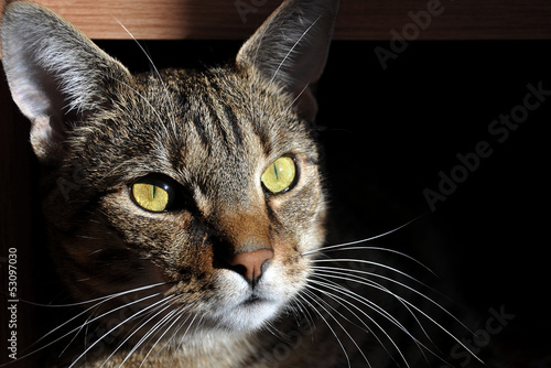 Kot w domu w swietle poranka Stock Photo | Adobe Stock