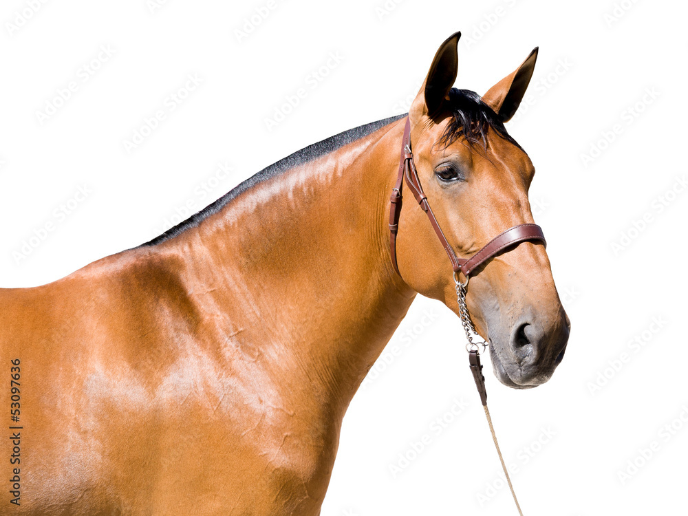 Obraz premium Brown horse isolated