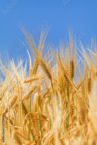 ears of ripe wheat