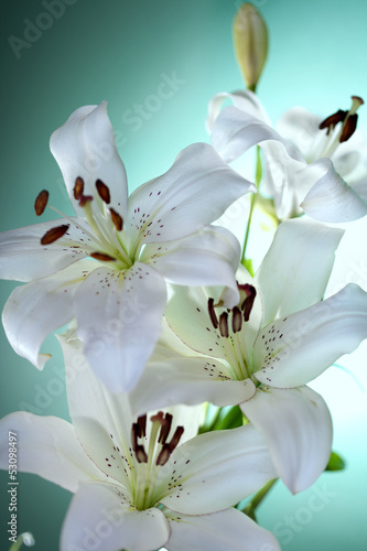 Fototapeta Naklejka Na Ścianę i Meble -  white lily on green