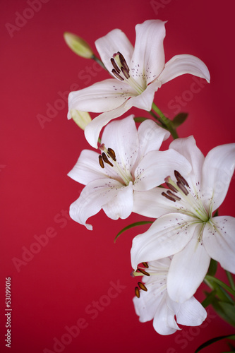 Fototapeta Naklejka Na Ścianę i Meble -  white lily isolated on red