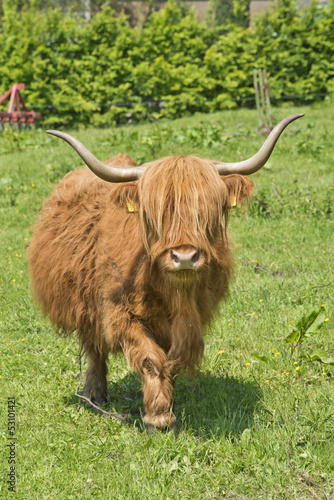 Highland cow © egonzitter