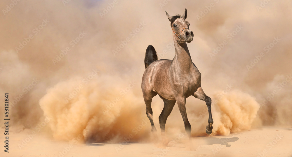 Arabian horse running out of the Desert Storm