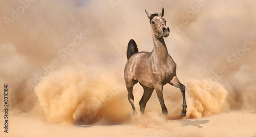 Obraz na płótnie Arabian horse running out of the Desert Storm w salonie