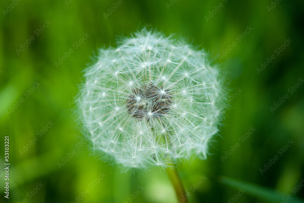 Fototapeta premium Dandelion in green field
