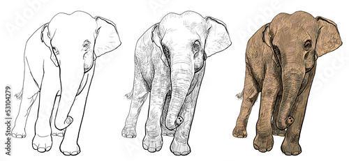 The vector of asia elephant