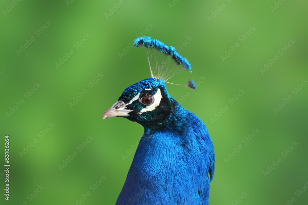 peacock portrait over green background peacock portrait over green background