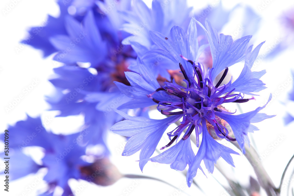 Obraz premium Cornflowers on white