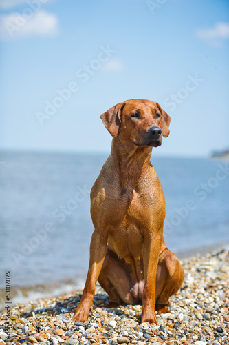 Dog resting on the beach