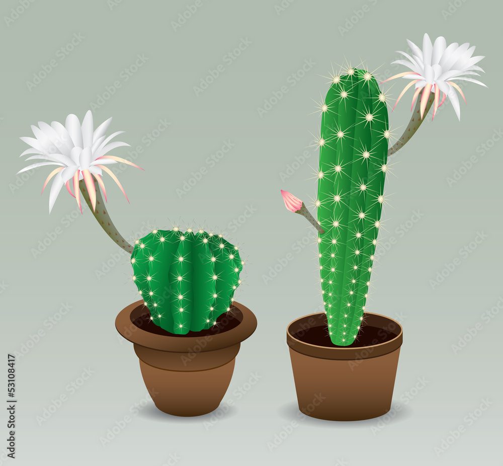 Cactus with flower Cactus with flower
