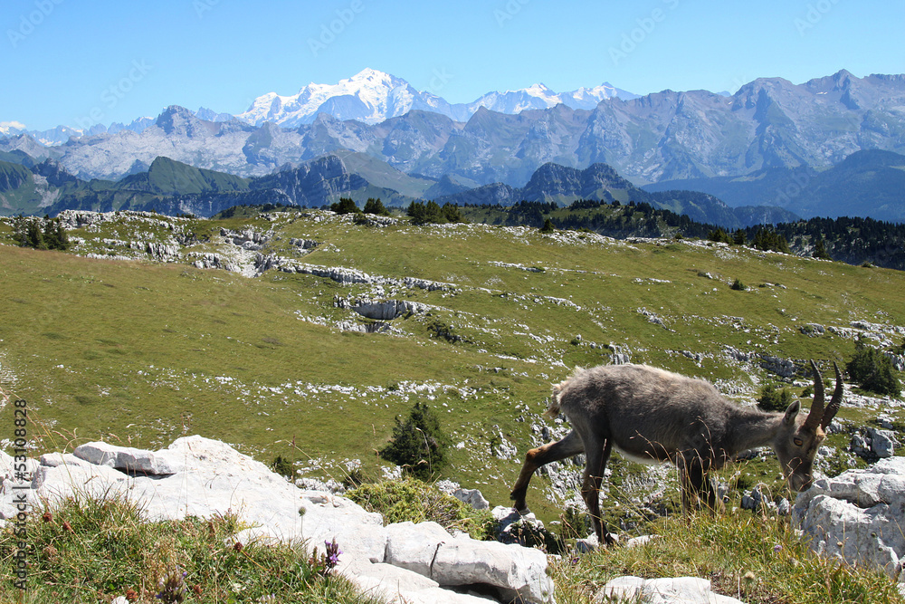 Naklejka premium bouquetin