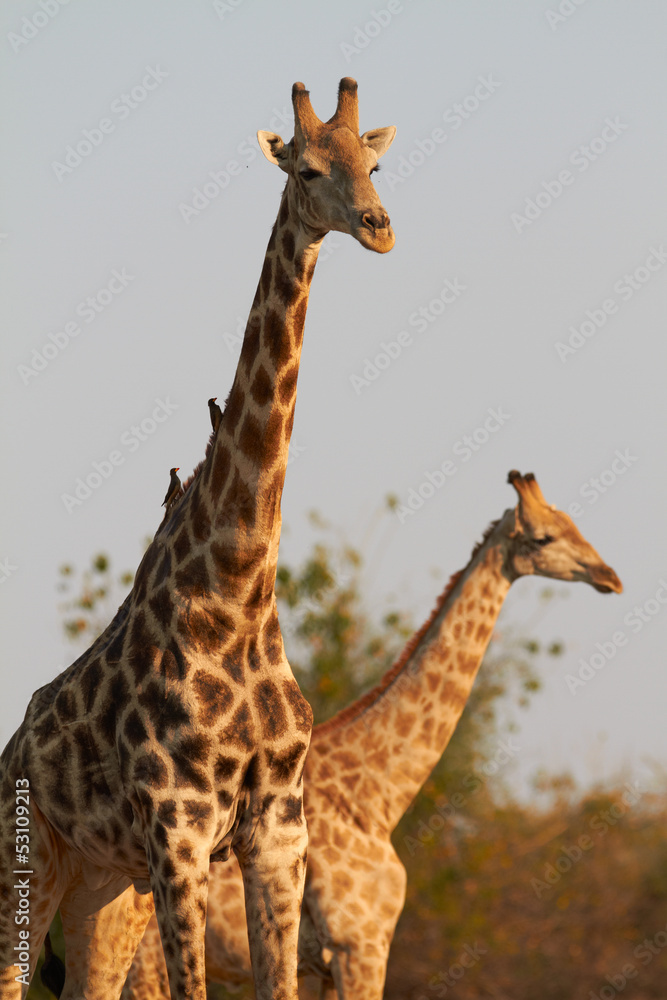 Obraz premium African Giraffes