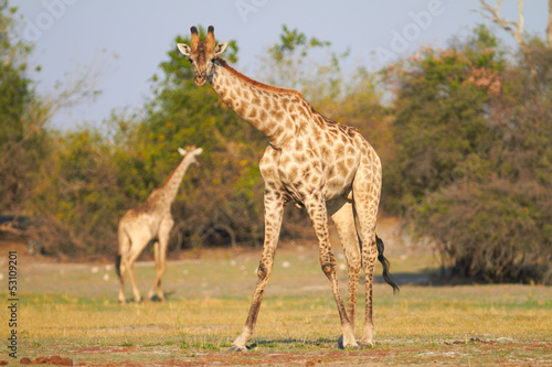 African Giraffes