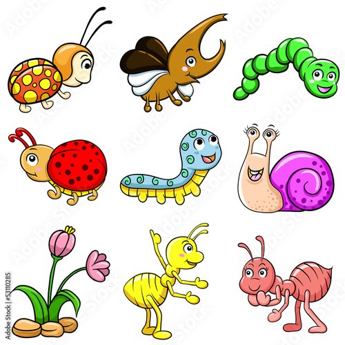 insect