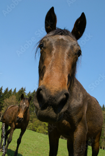 Portrait of brown horse on green meadow