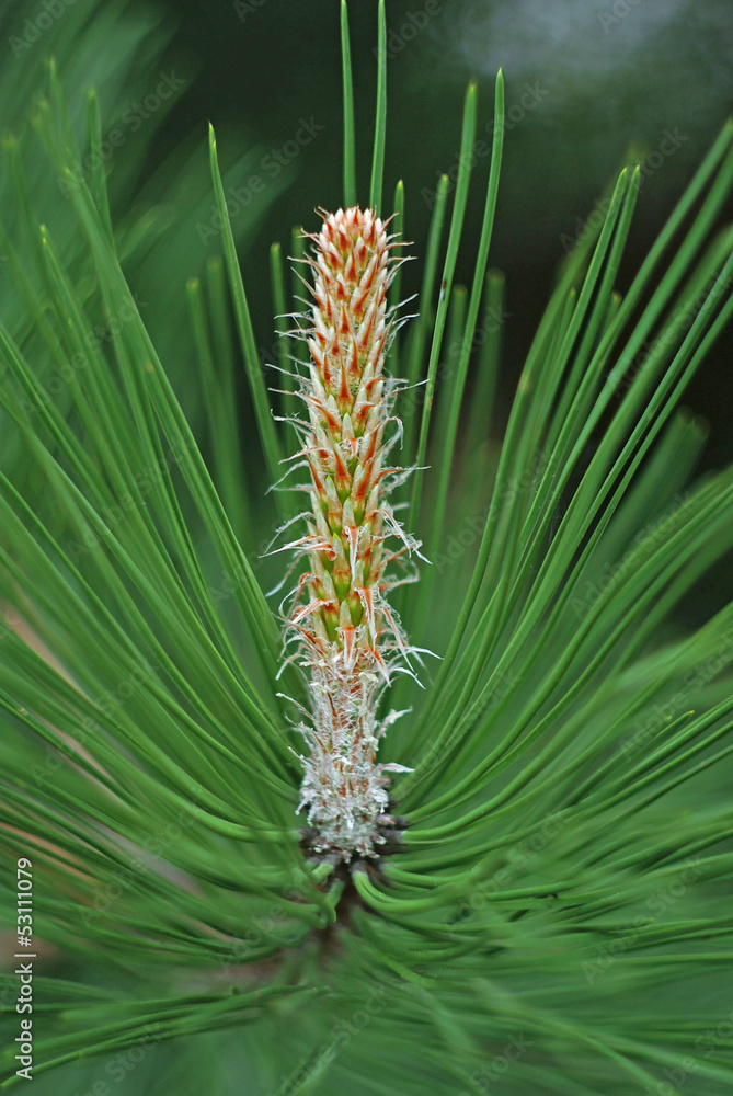 Branch of pine tree with green cone