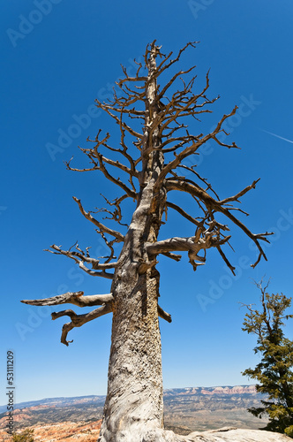 Toter Baum im Grand Canyon