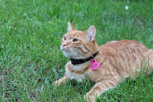 cat-Maniek