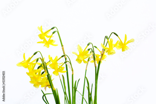 Fresh Springtime daffodils