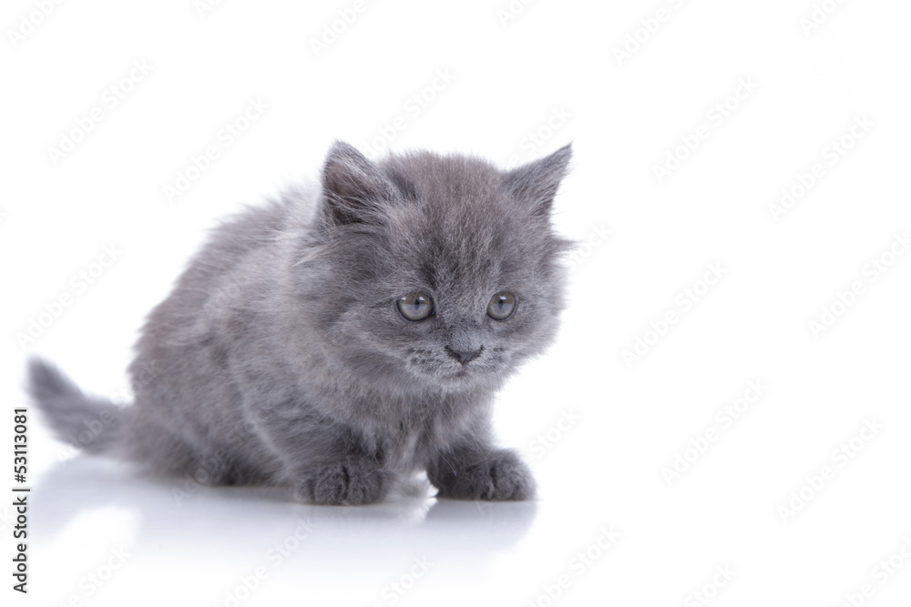 kitten playing isolated on white background