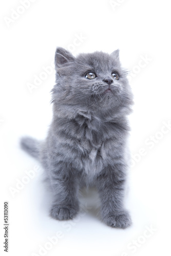 kitten playing isolated on white background