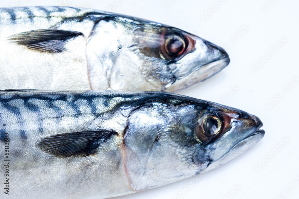 Two mackerel isolated on white