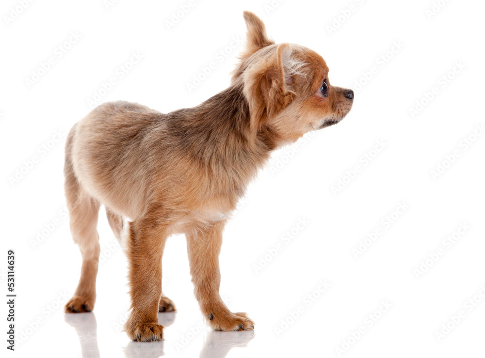 Chihuahua , 5 months old. chihuahua dog isolated on white backgr Chihuahua , 5 months old. chihuahua dog isolated on white backgr