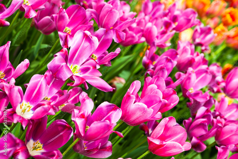 colorful tulips.  Beautiful spring flowers. Spring landscape