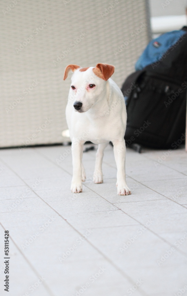 Cagnolina Jack Russell in giardino Cagnolina Jack Russell in giardino