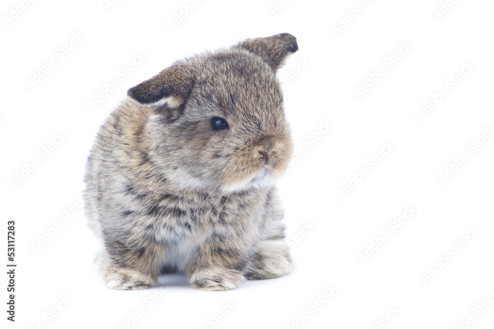 Obraz premium Rabbit