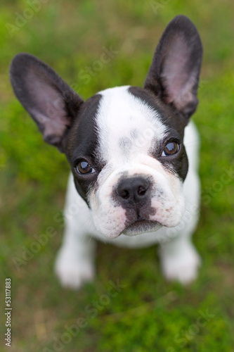 French bulldog puppy on the grass